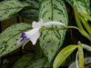 Laelia pumila var. coerulea  (Santa Barbara Orchid)